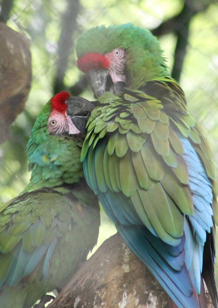 Mexican military macaws