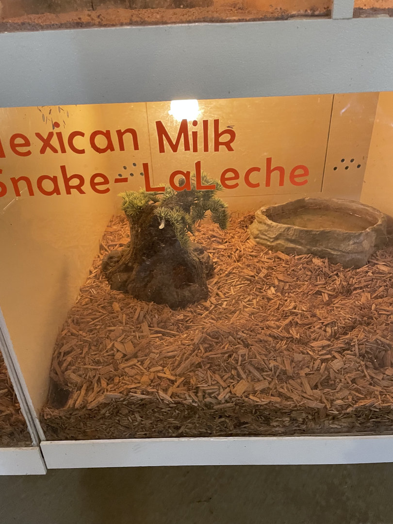 Mexican Milk Snake Exhibit