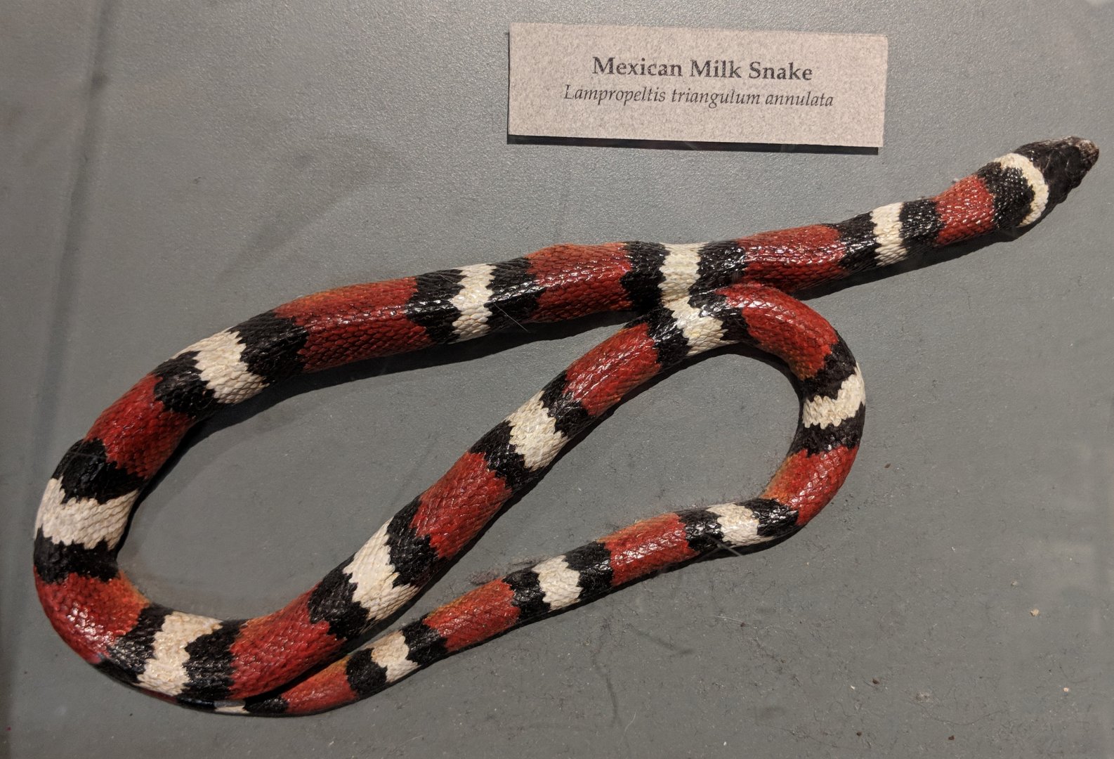 Mexican milk snake (Lampropeltis annulata)