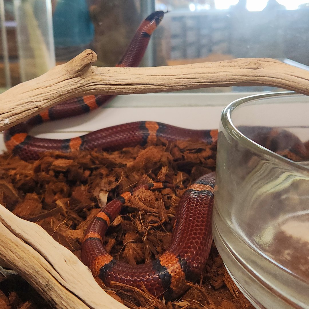 Mexican Milksnake (Lampropeltis annulata)