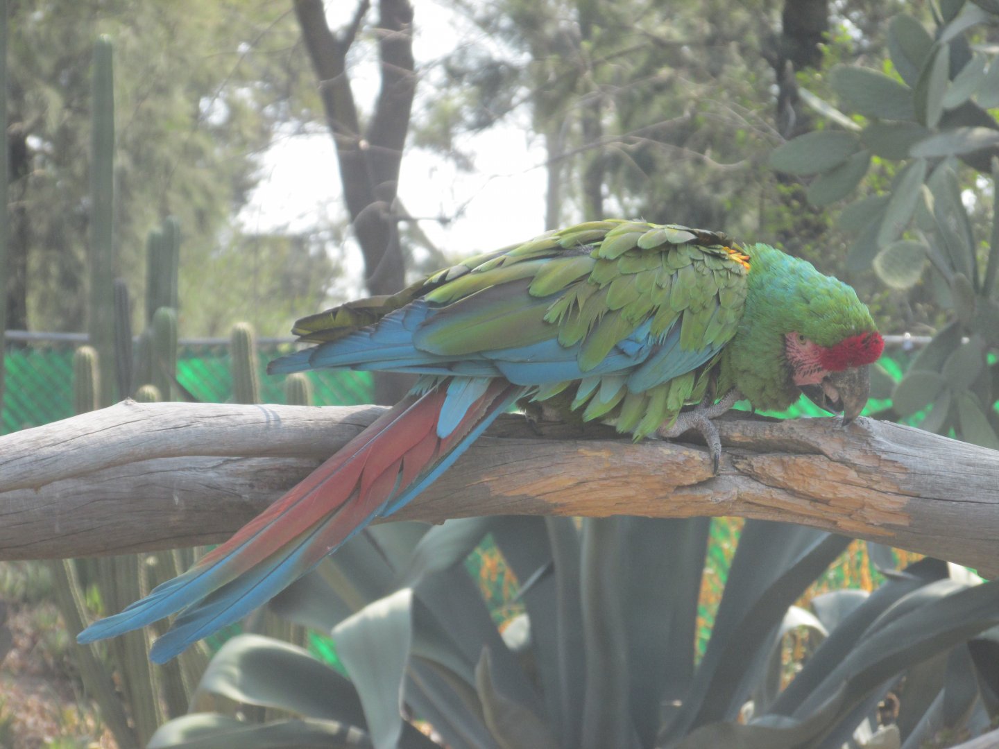 mexican miltary macaw