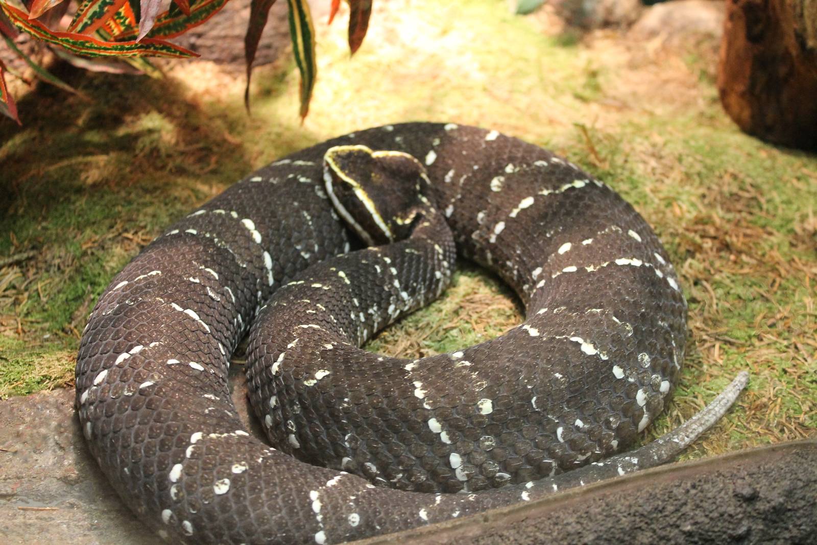Mexican mocassinsnake