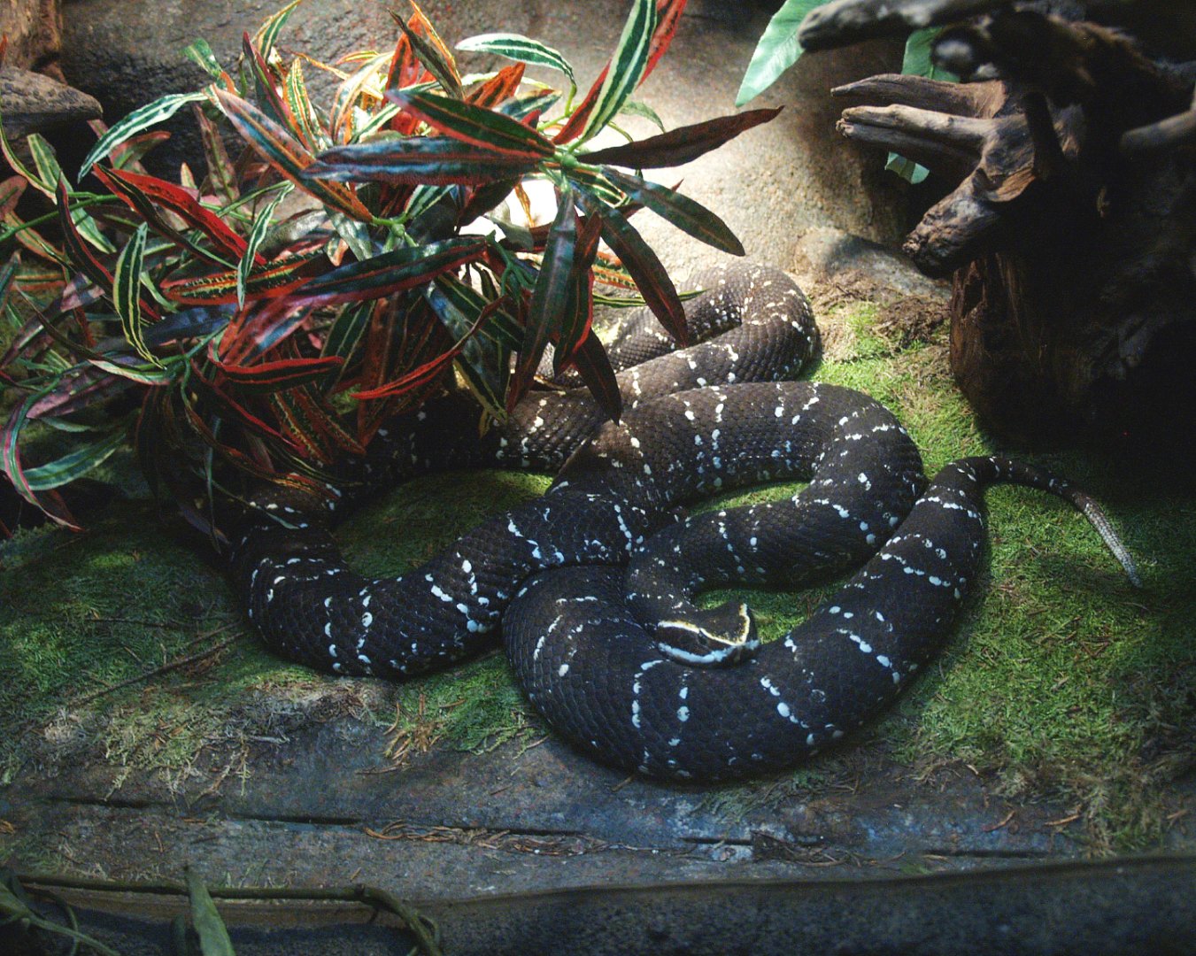 Mexican moccasin (Agkistrodon bilineatus), 2014-02-16