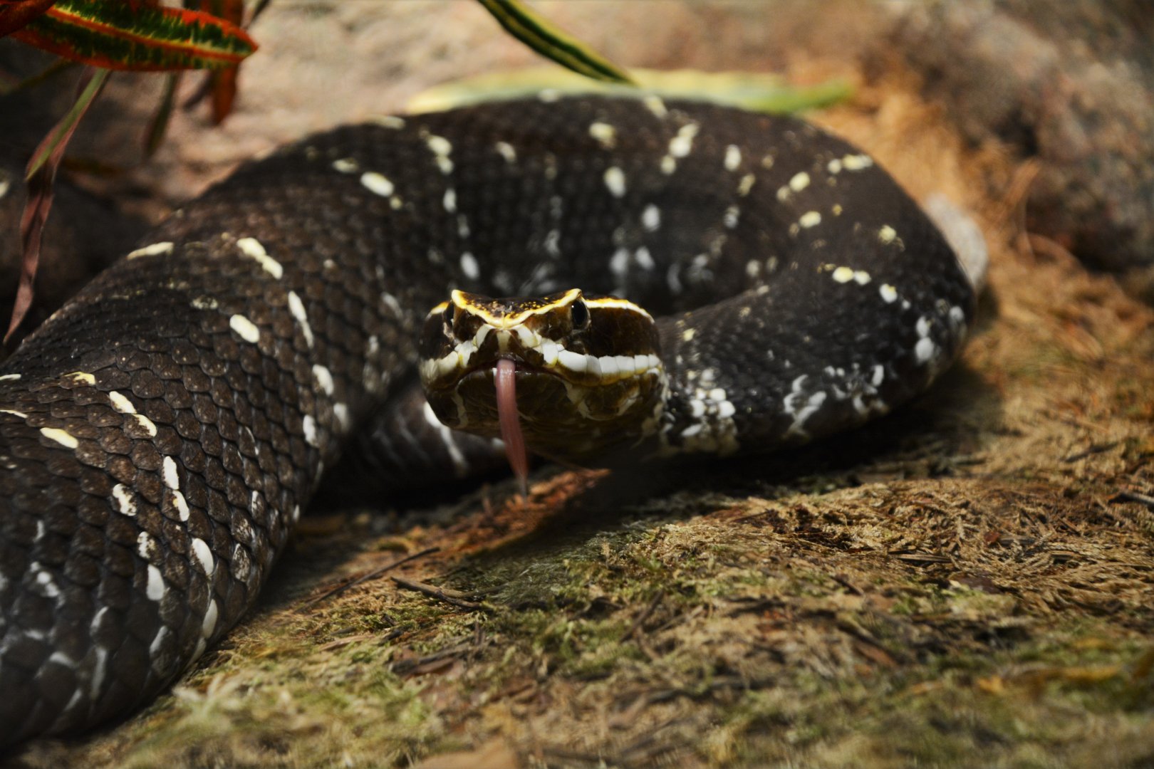 Mexican moccasin (Agkistrodon bilineatus)