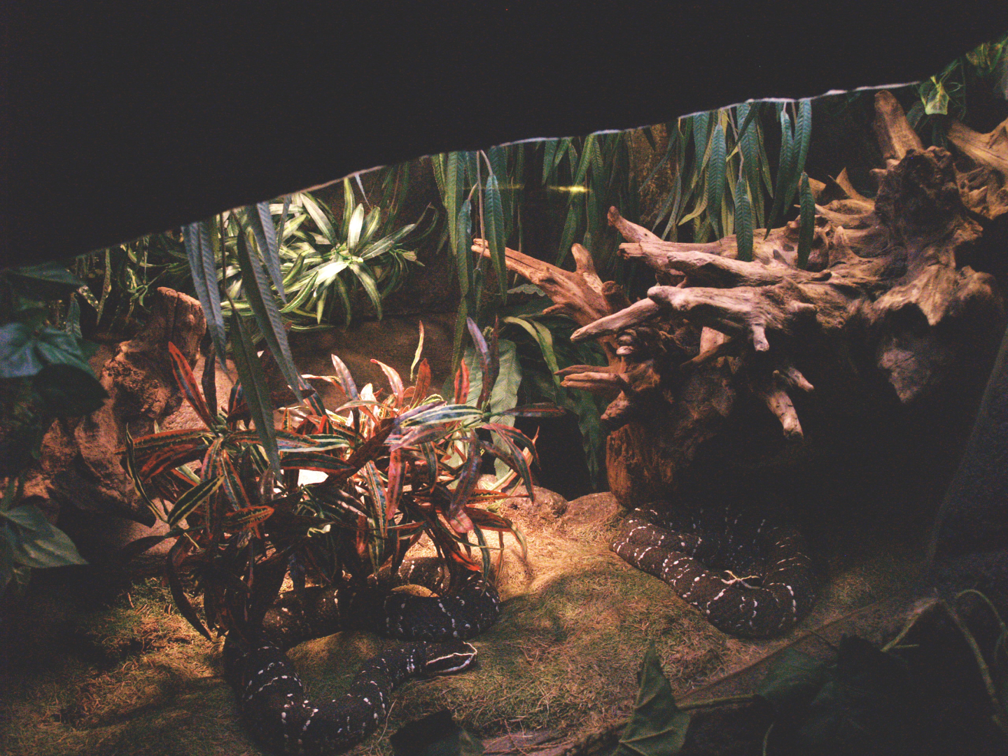 Mexican moccasin terrarium, 2009-04-14