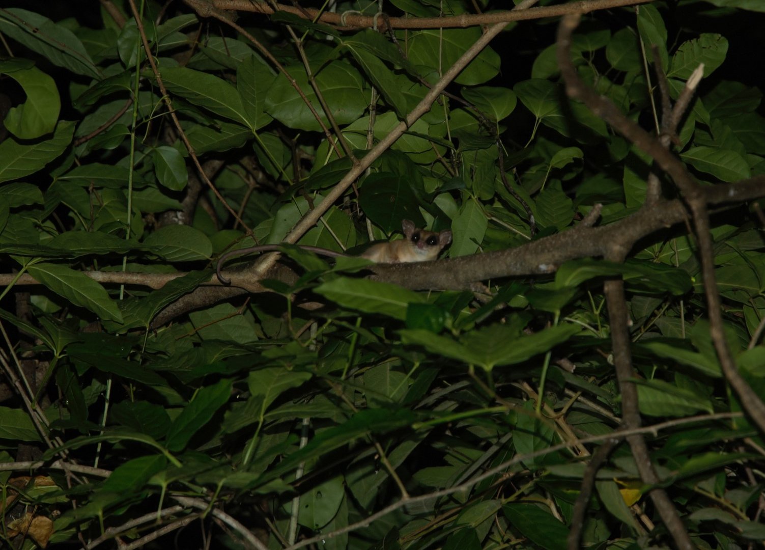 Mexican Mouse Opossum (Marmosa mexicana)
