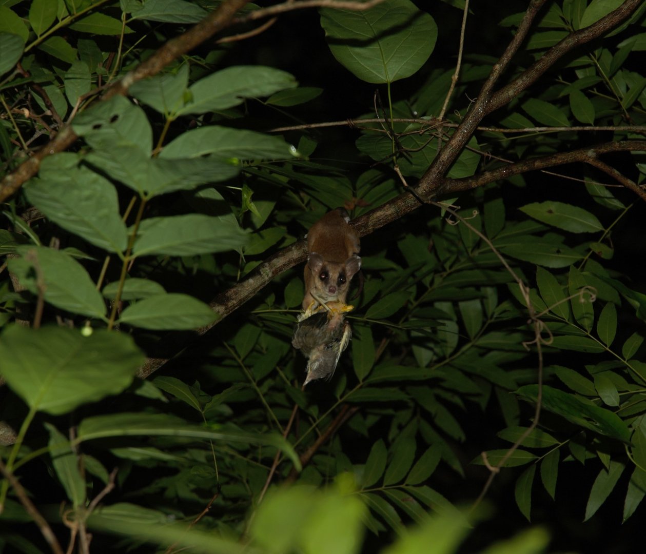 Mexican Mouse Opossum (Marmosa mexicana)