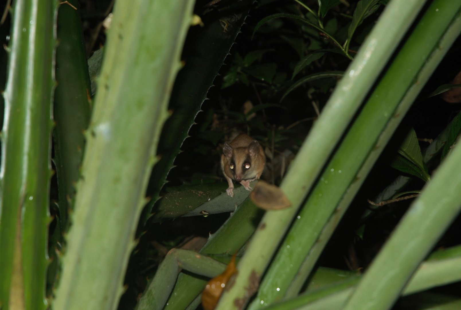 Mexican Mouse Opossum (Marmosa mexicana)