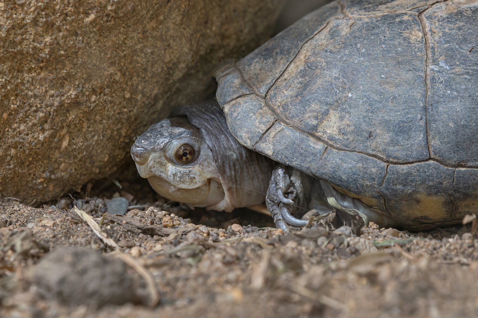 Mexican mud turtle (Kinosternon integrum)
