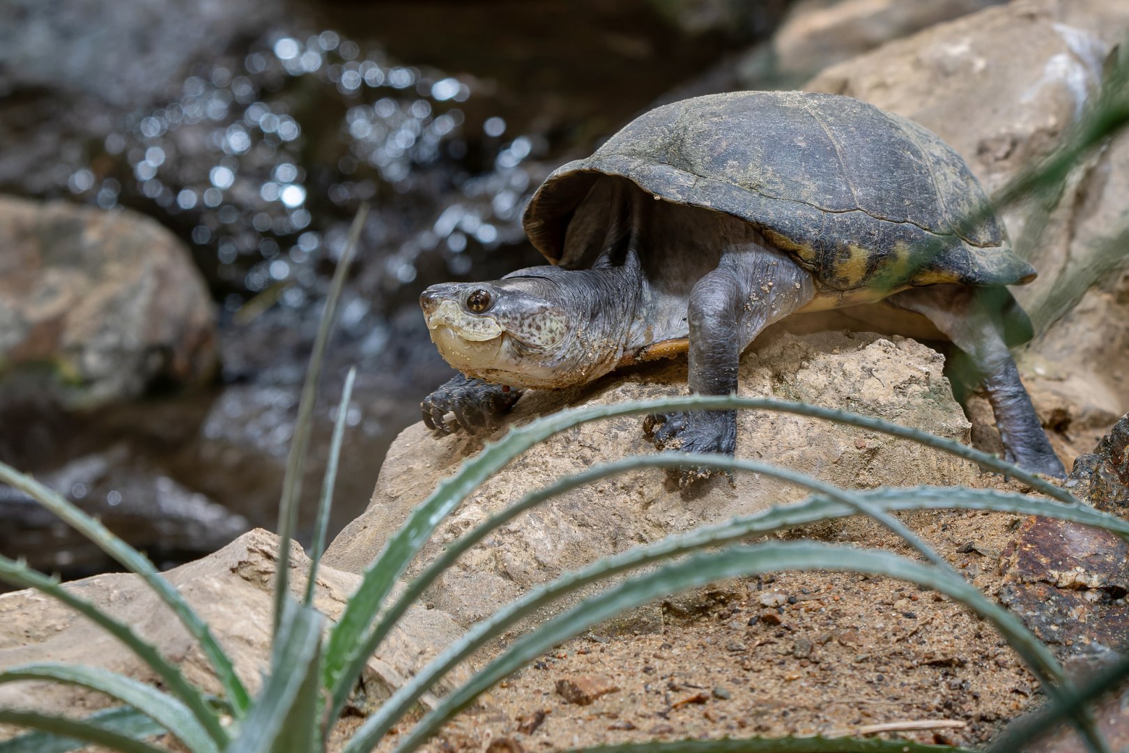 Mexican mud turtle (Kinosternon integrum)