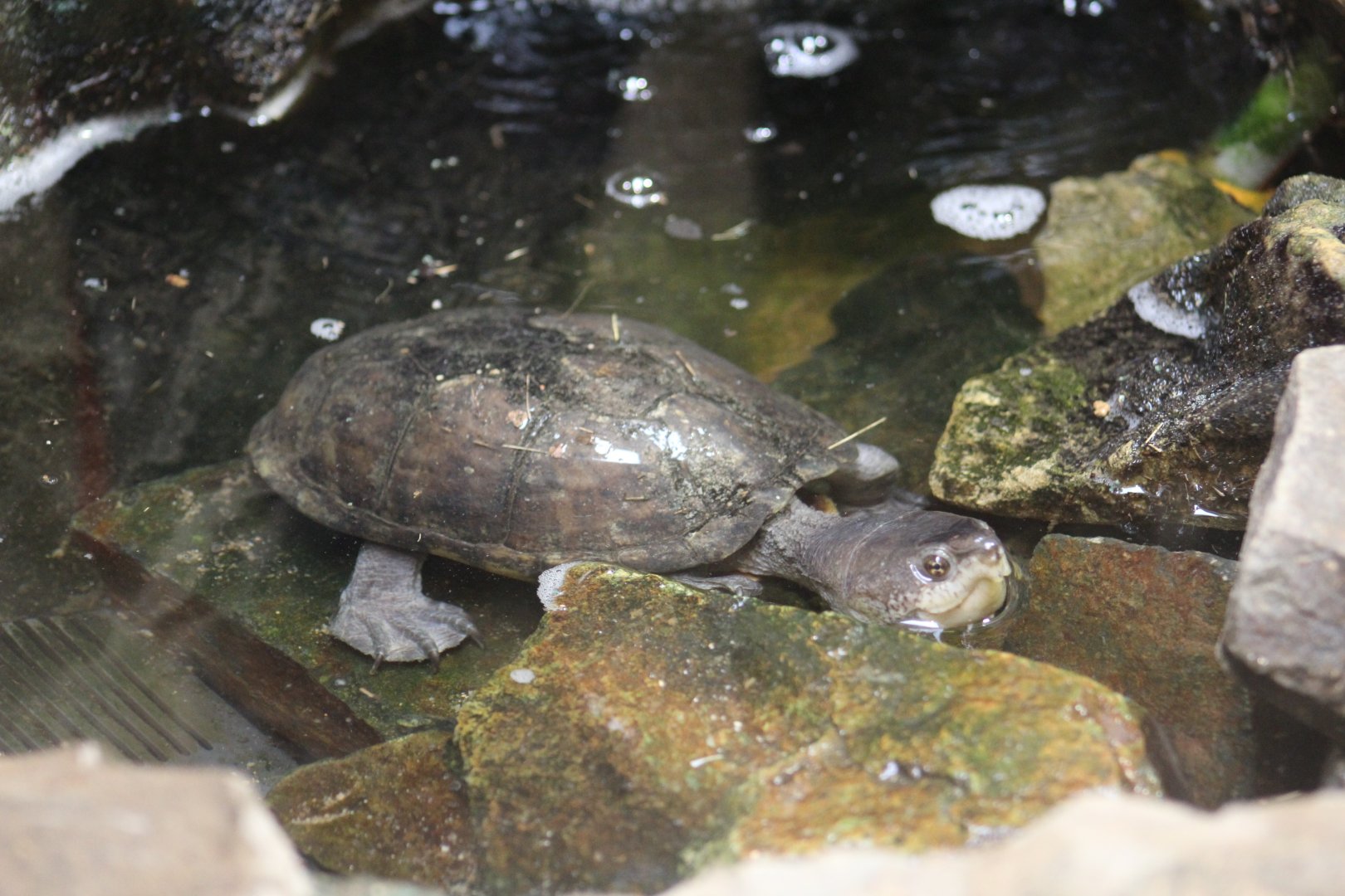 Mexican Mud Turtle
