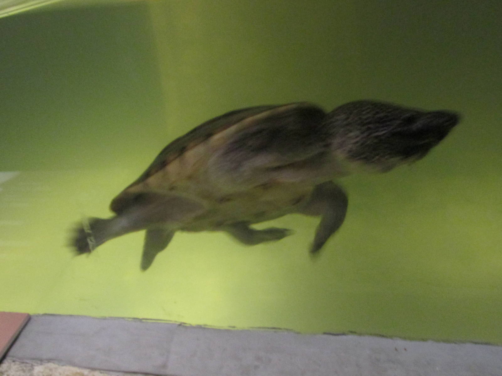 mexican musk turtle acuario inbursa