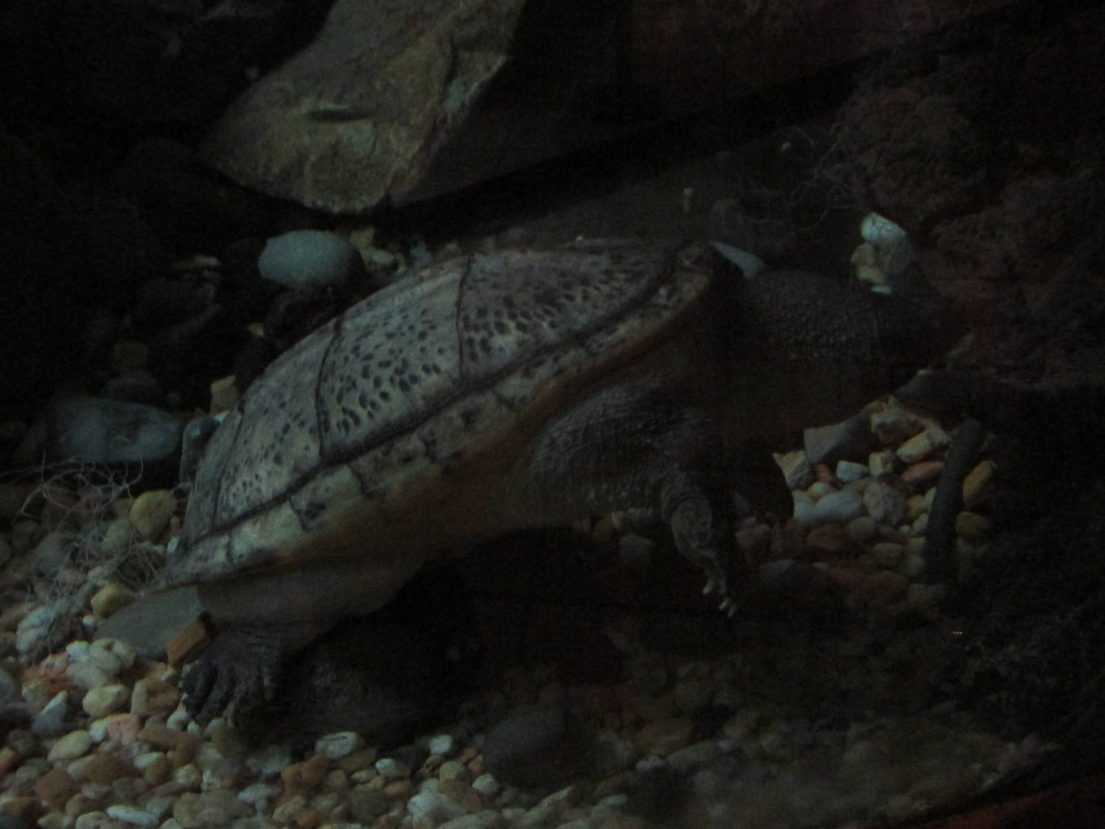 mexican musk turtle chapultepec zoo