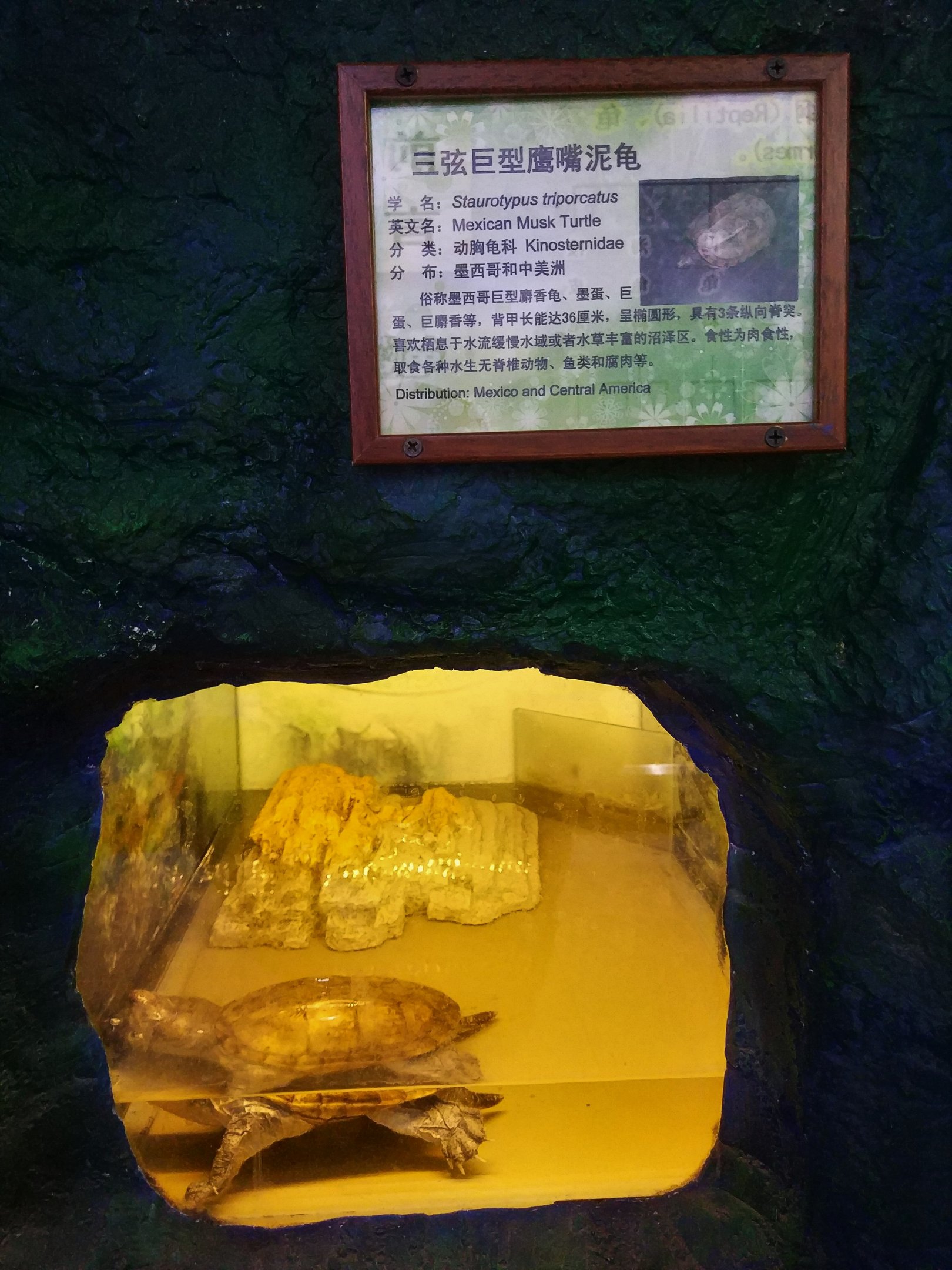 Mexican Musk Turtle Exhibit
