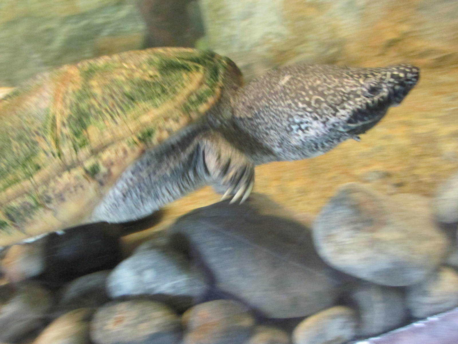 mexican musk turtle san juan de aragon zoo