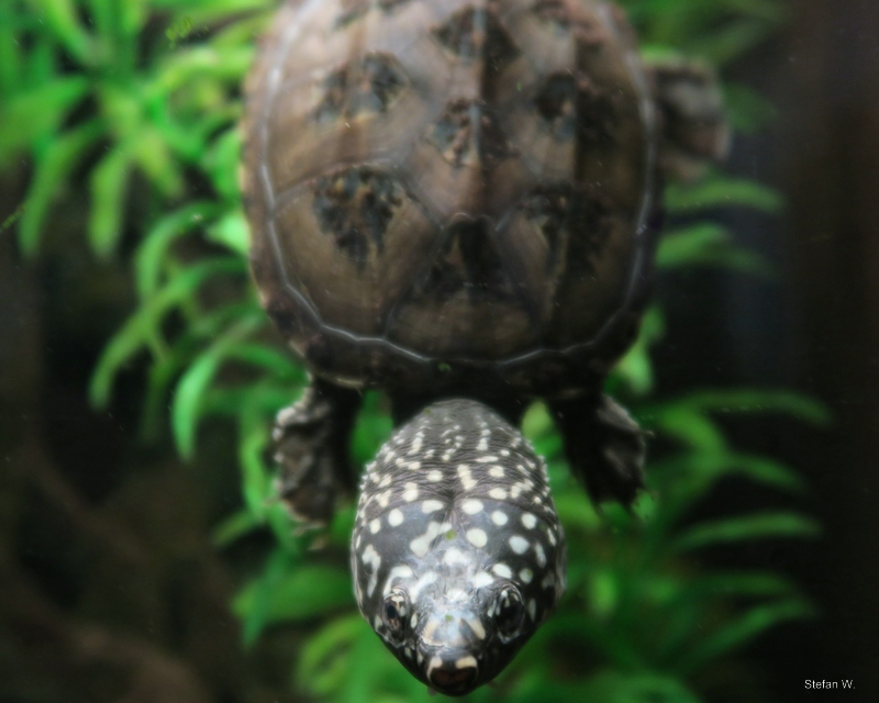Mexican musk turtle  (Staurotypus triporcatus)