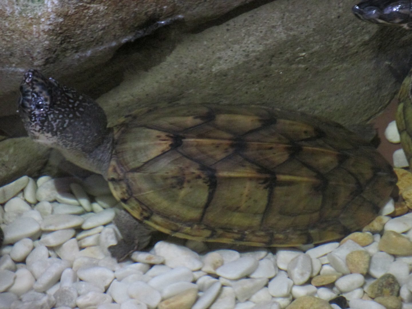 mexican musk turtle