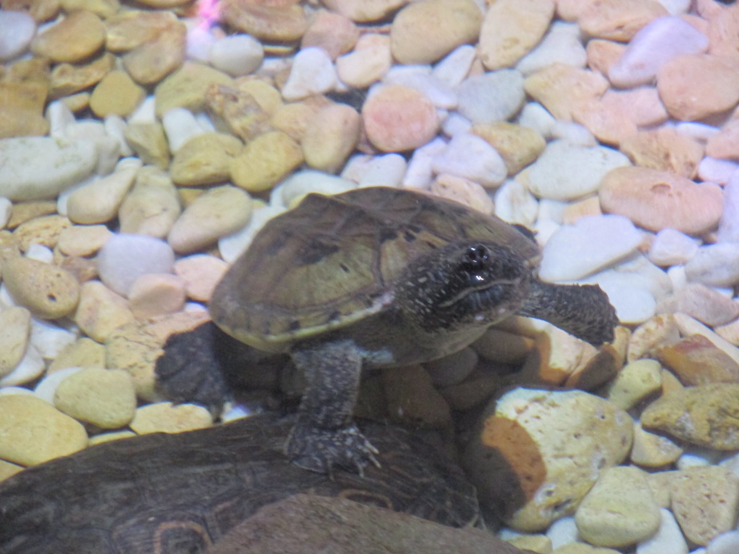 mexican musk turtle