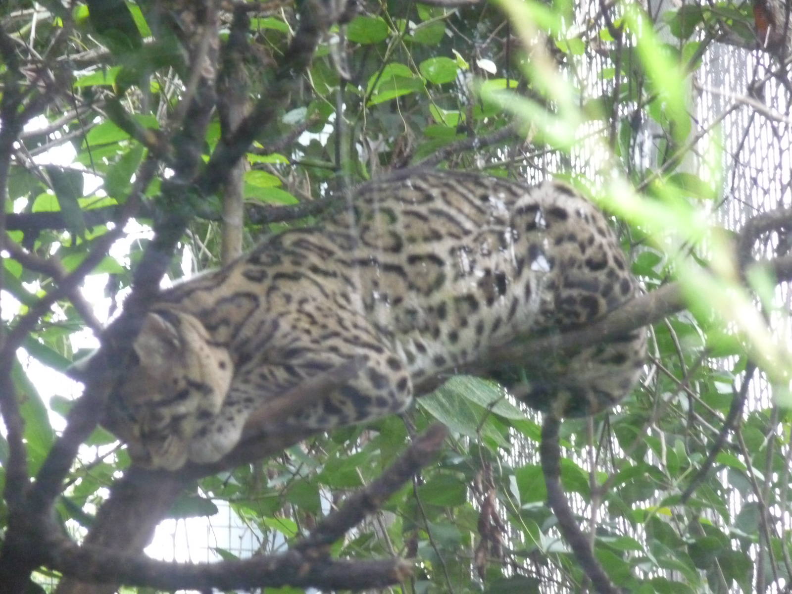mexican ocelot chapultepec zoo