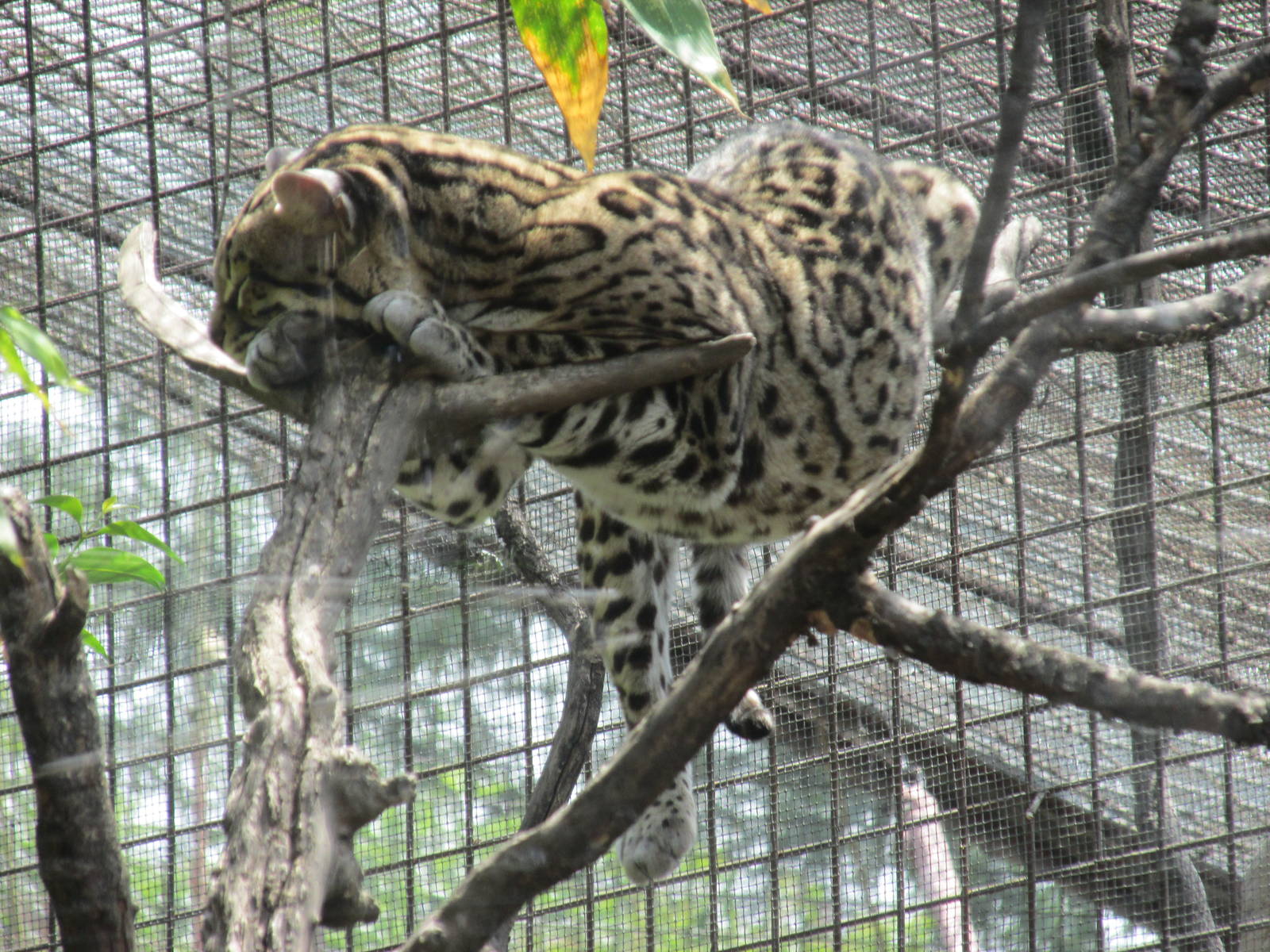 mexican ocelot chapultepec zoo