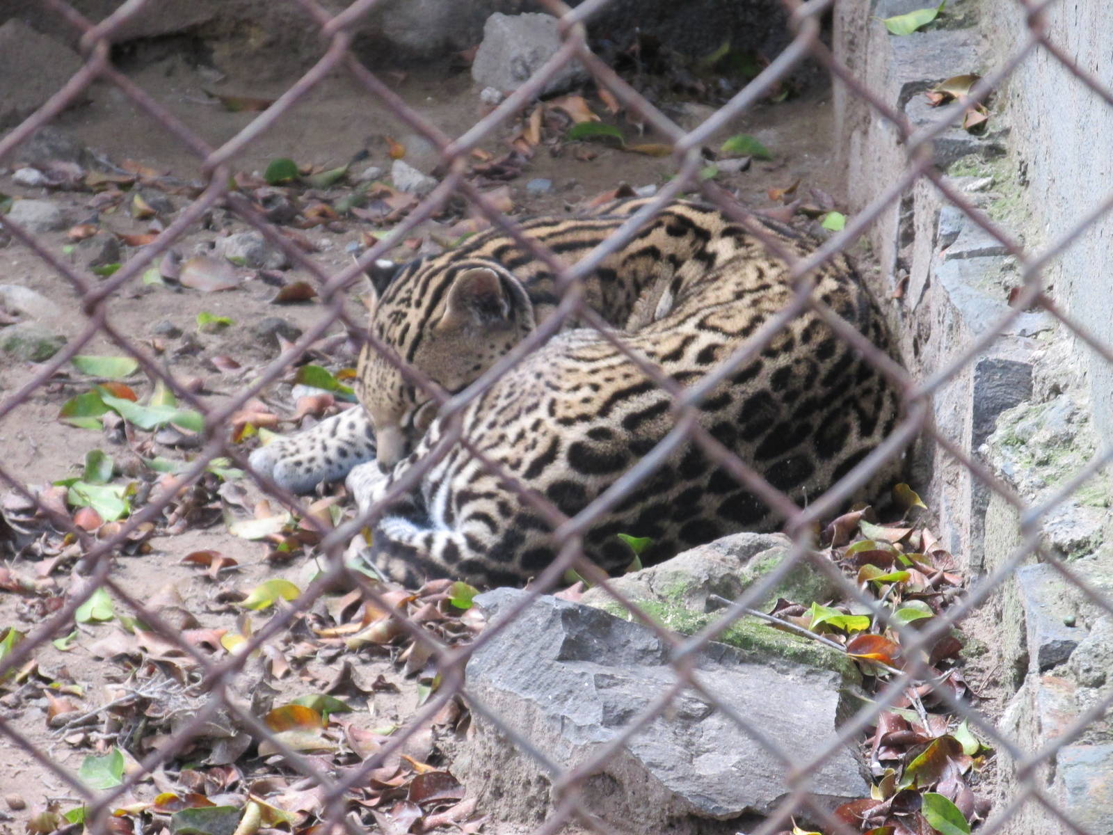 mexican ocelot guadalajara zoo