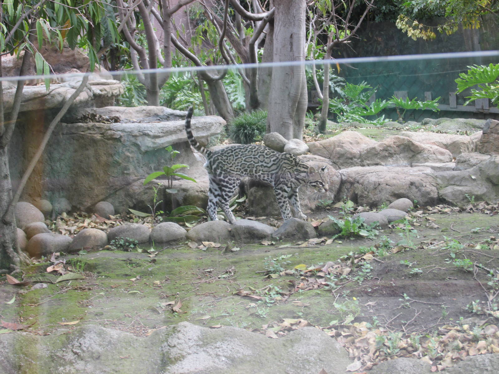 mexican ocelot san juan de aragon zoo