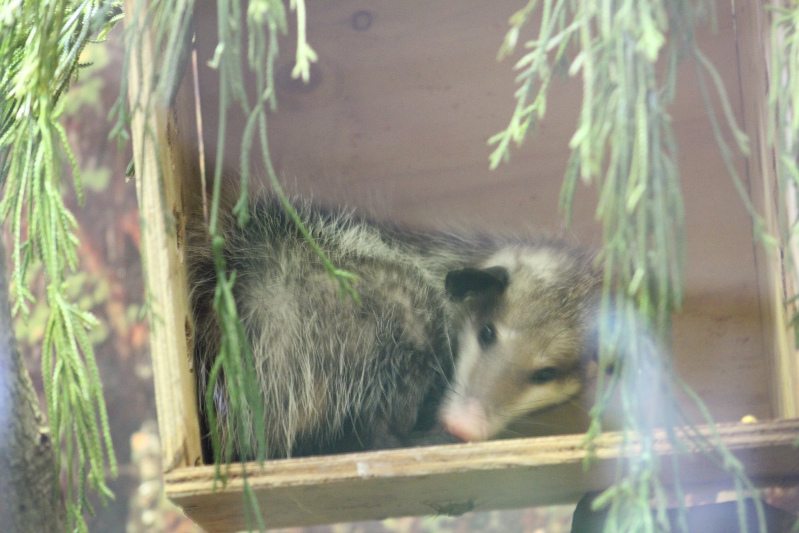 Mexican Opossum