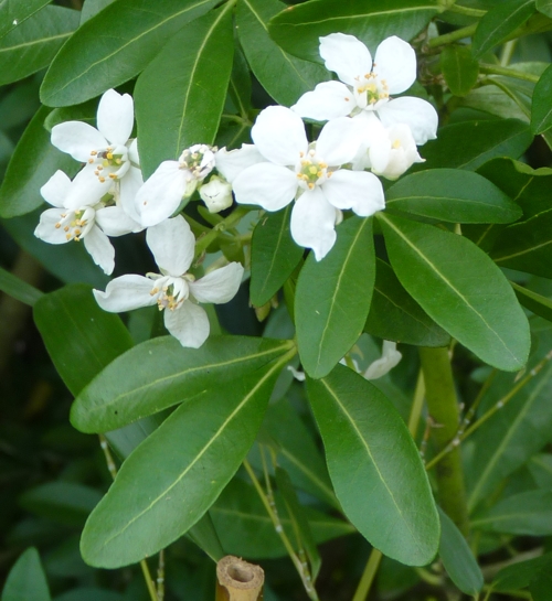 Mexican orange blossom (Choisya ternata)