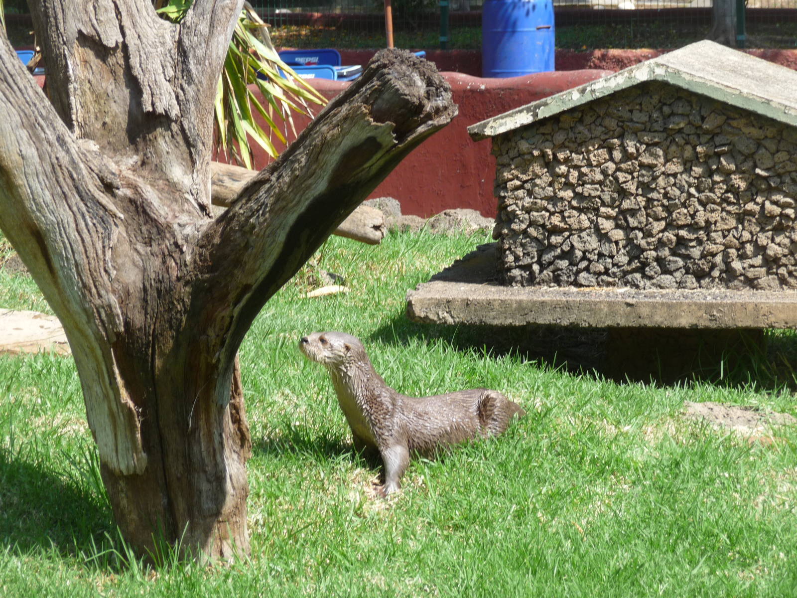 mexican otter morelia zoo
