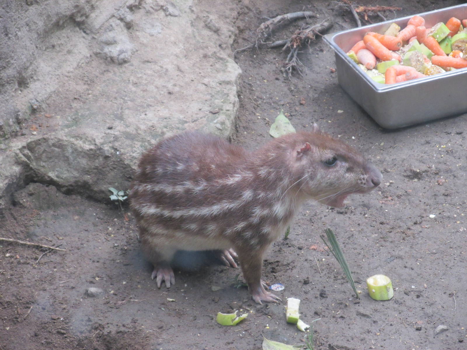 mexican paca san juan de aragon zoo