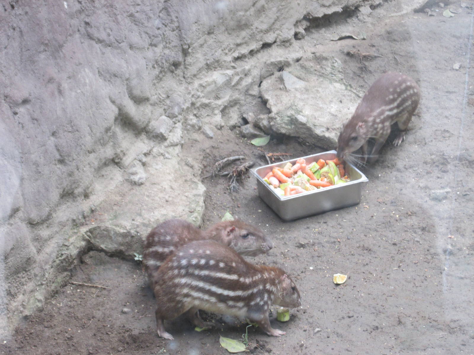 mexican paca san juan de aragon zoo