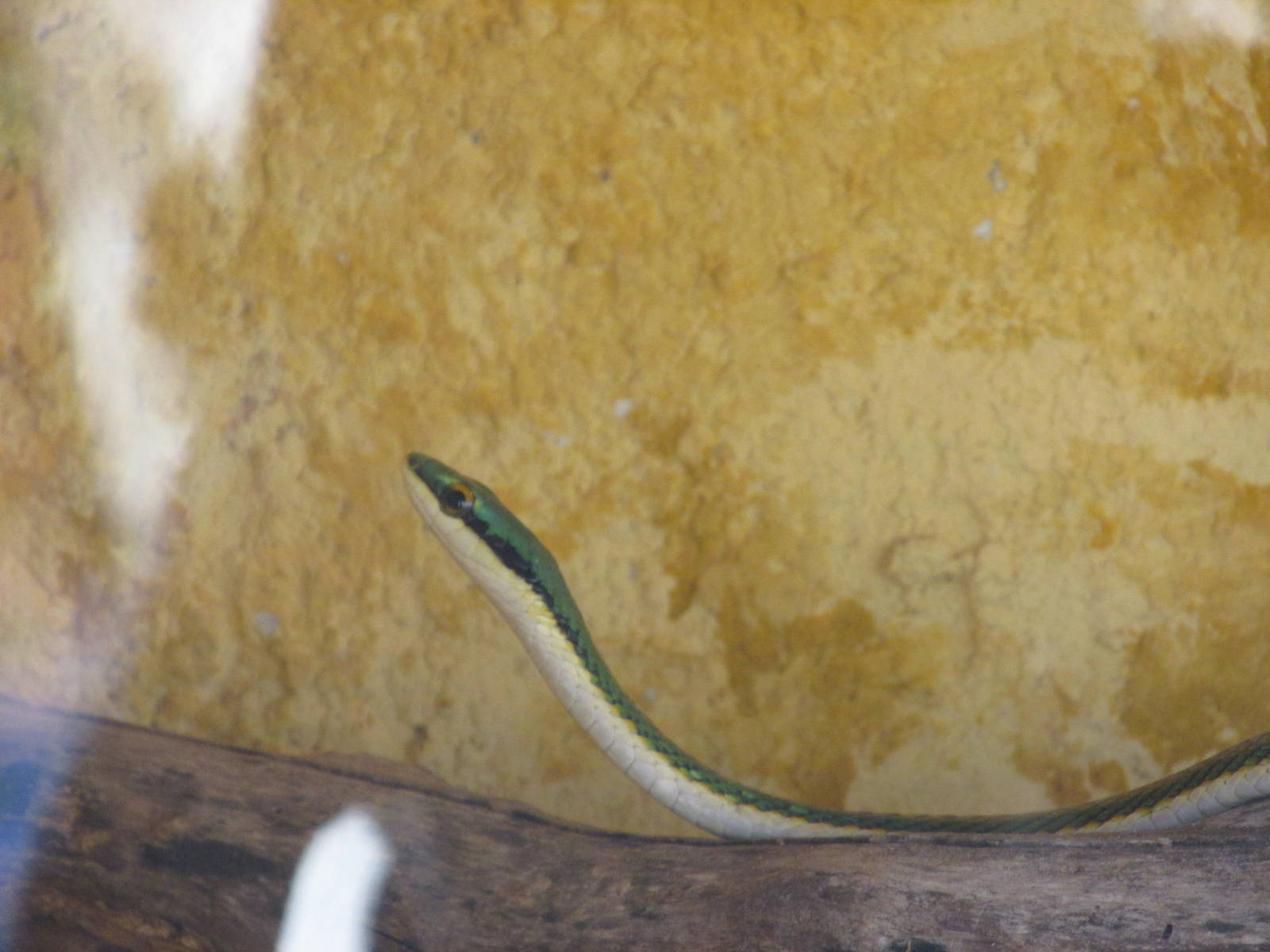 mexican parrot snake animaya