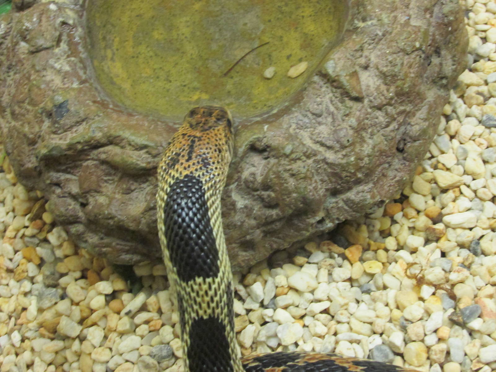 mexican pine snake chapultepec zoo