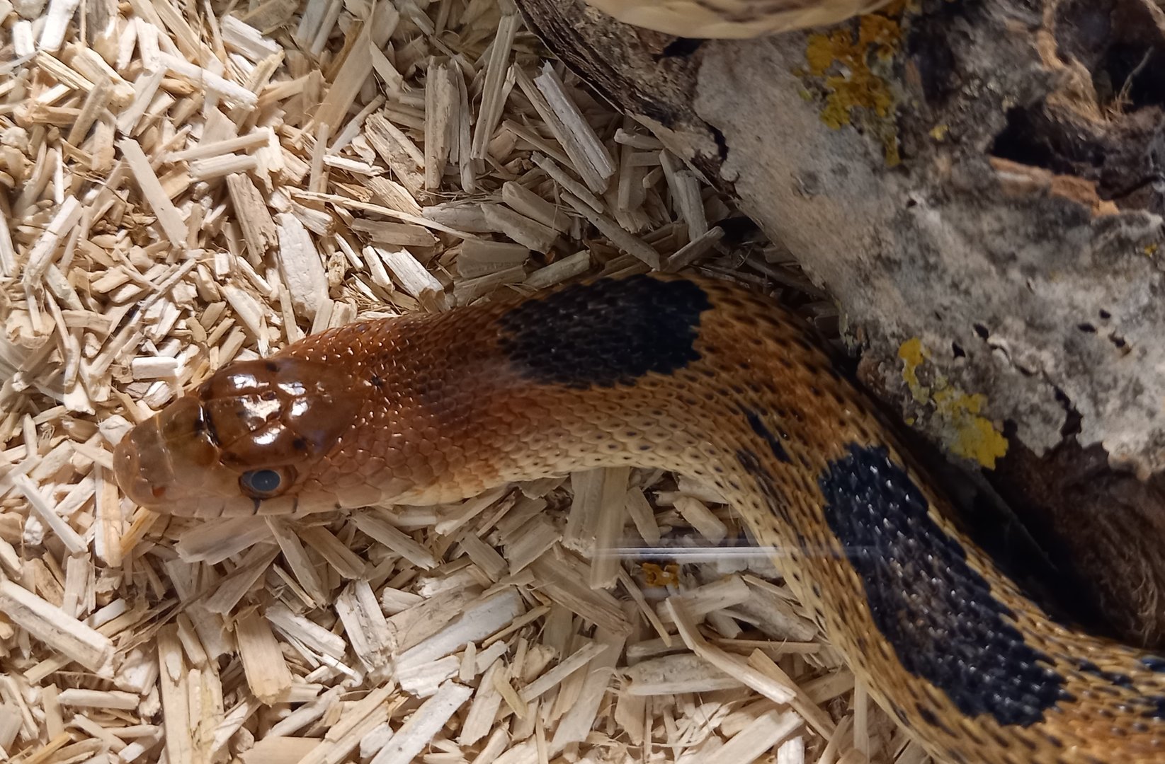 Mexican pine snake - Pituophis deppei deppei