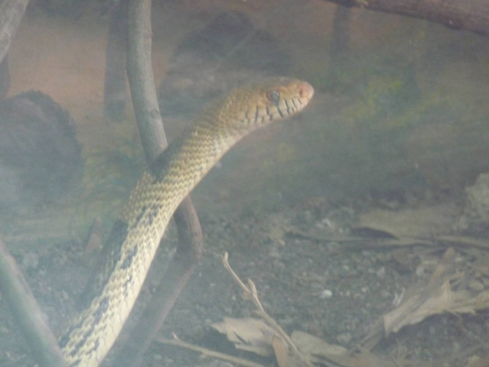 mexican pine snake zoologico los coyotes