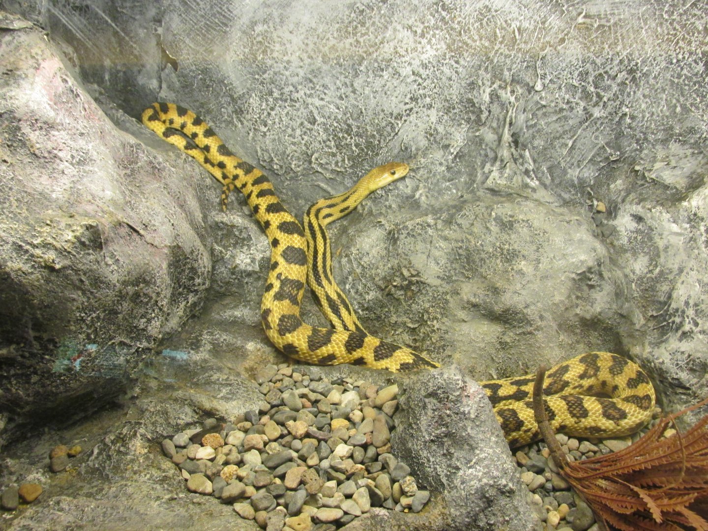 mexican pine snake