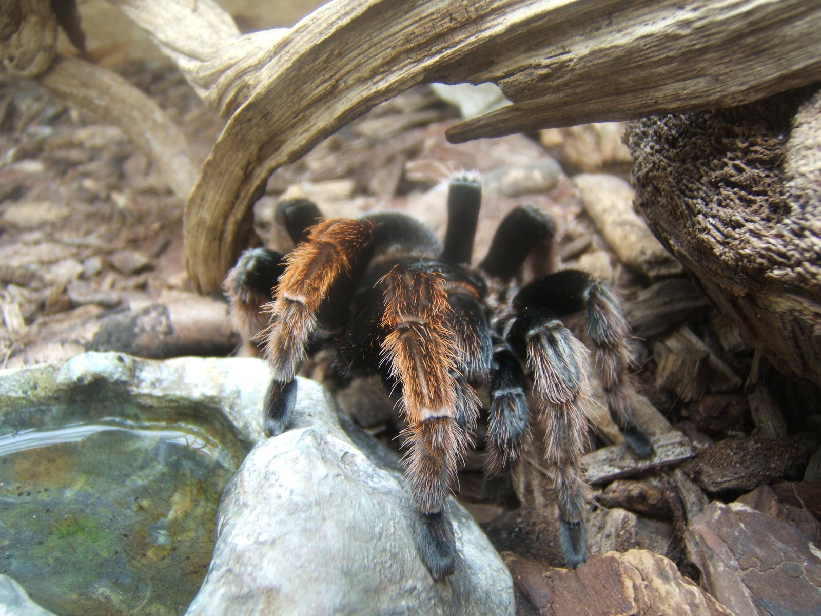 Mexican Pink Tarantula (Brachypelma klaasi)