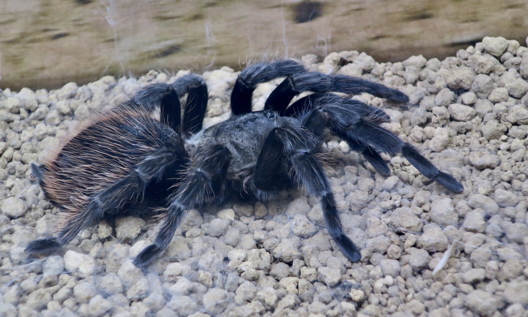 Mexican Pink Tarantula (Brachypelma klaasi)