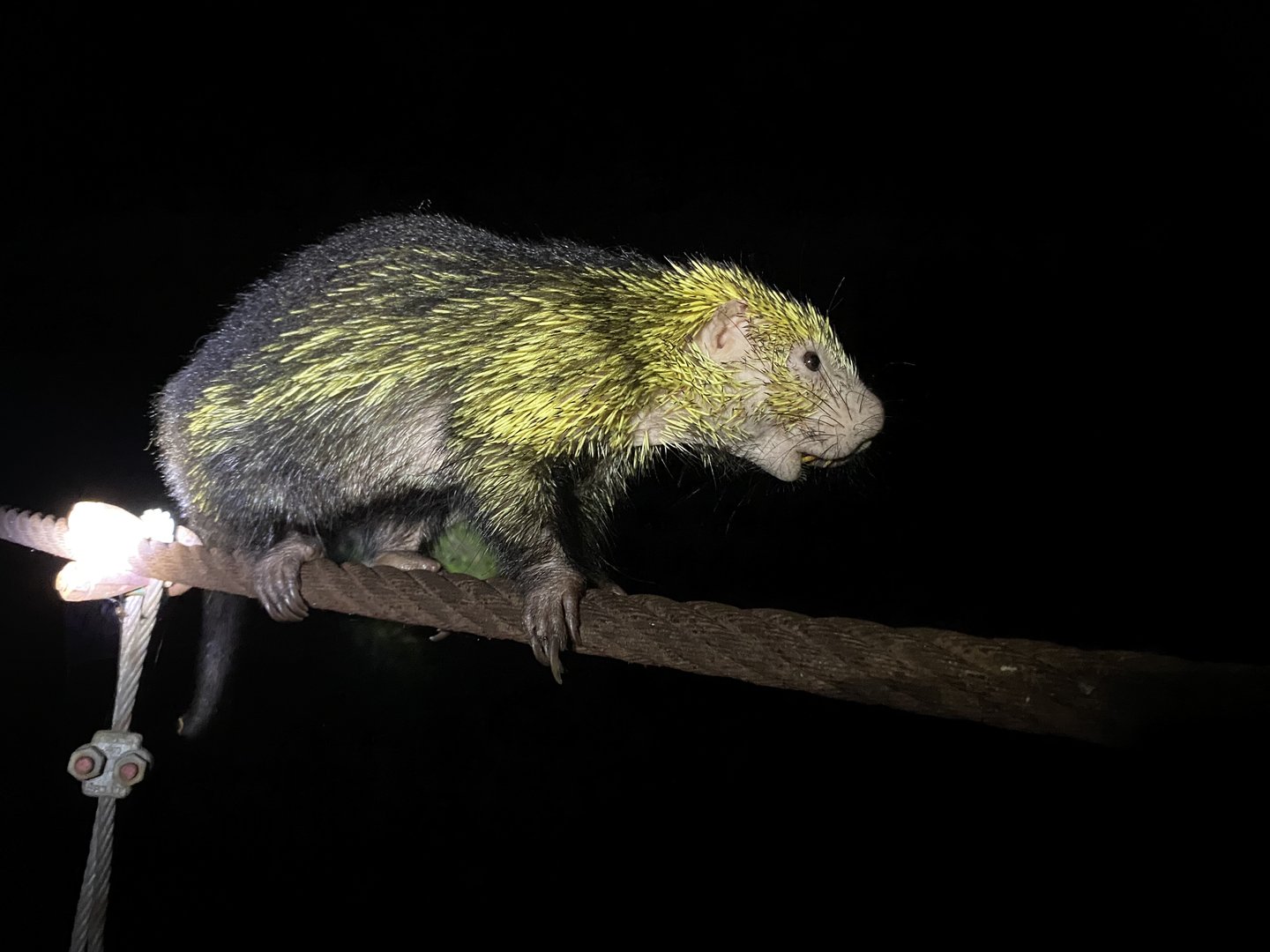 Mexican Porcupine (Coendou mexicanus)