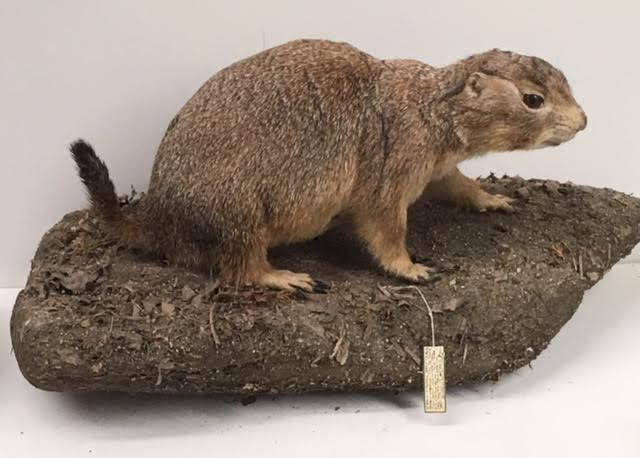 Mexican prairie dog (Cynomys mexicanus)