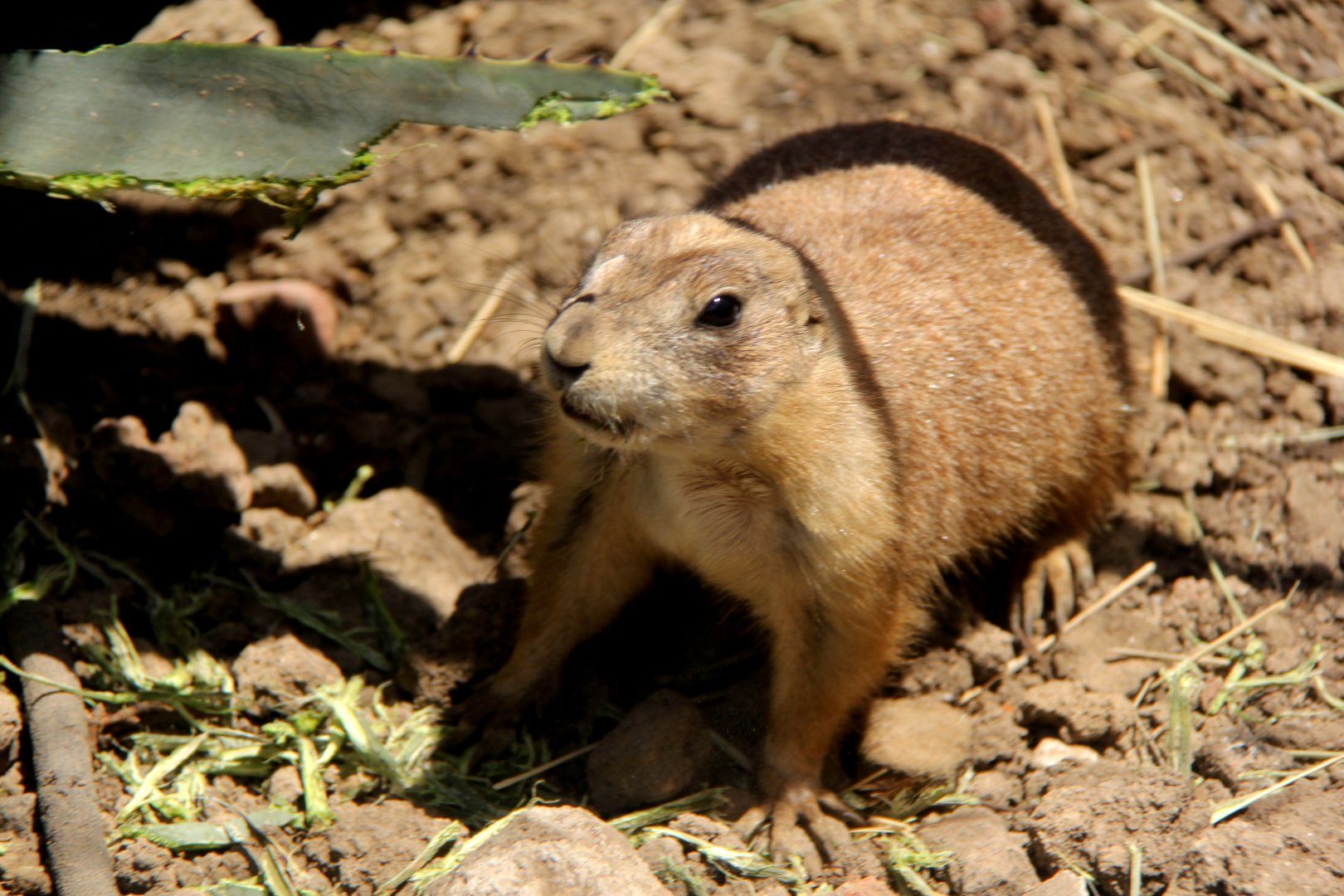 Mexican prairie dog (Cynomys mexicanus)