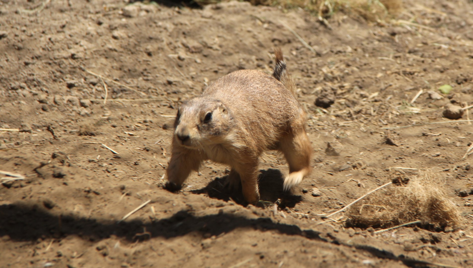 Mexican prairie dog (Cynomys mexicanus)