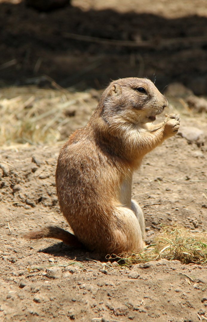 Mexican prairie dog (Cynomys mexicanus)