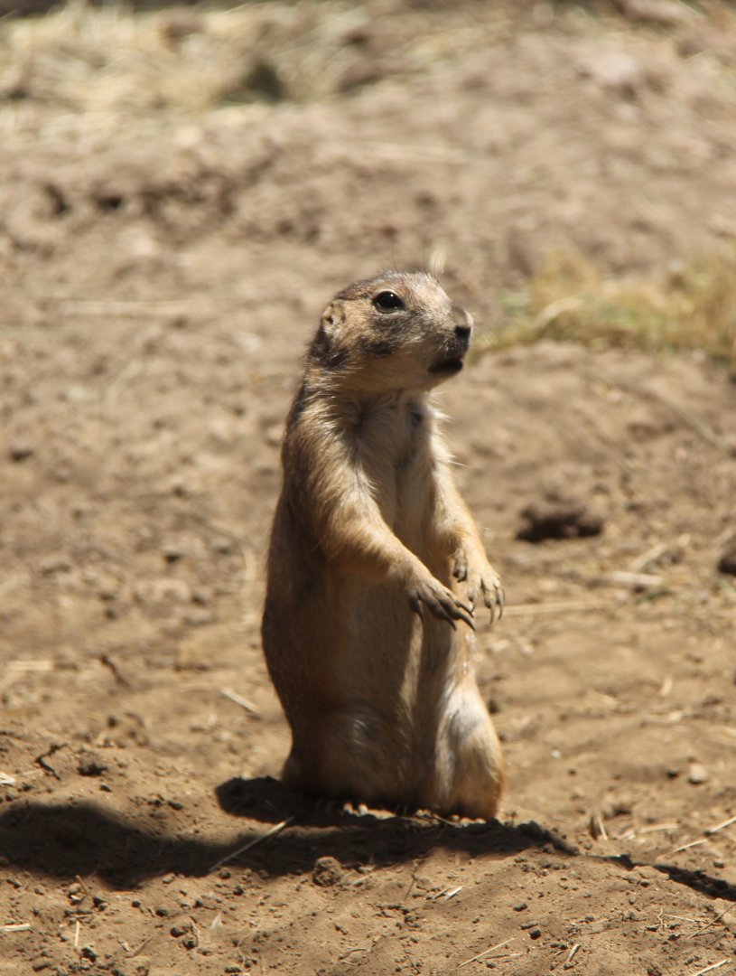 Mexican prairie dog (Cynomys mexicanus)