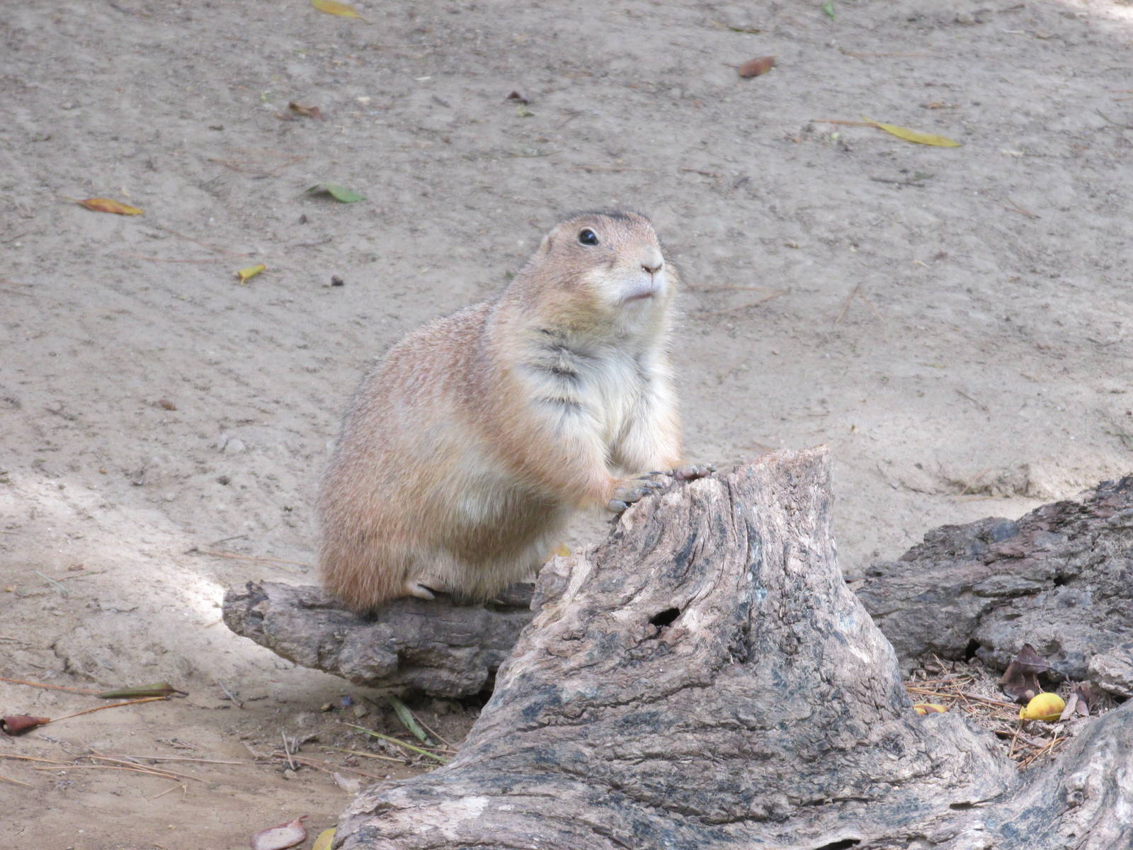 mexican prarie dog  cynomis mexicanus africam safari
