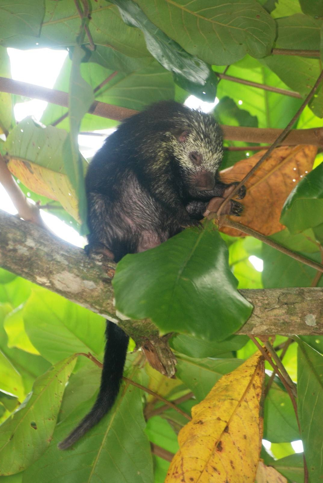 Mexican Prehensile-tailed Porcupine in Tortuguero, 13/04/14