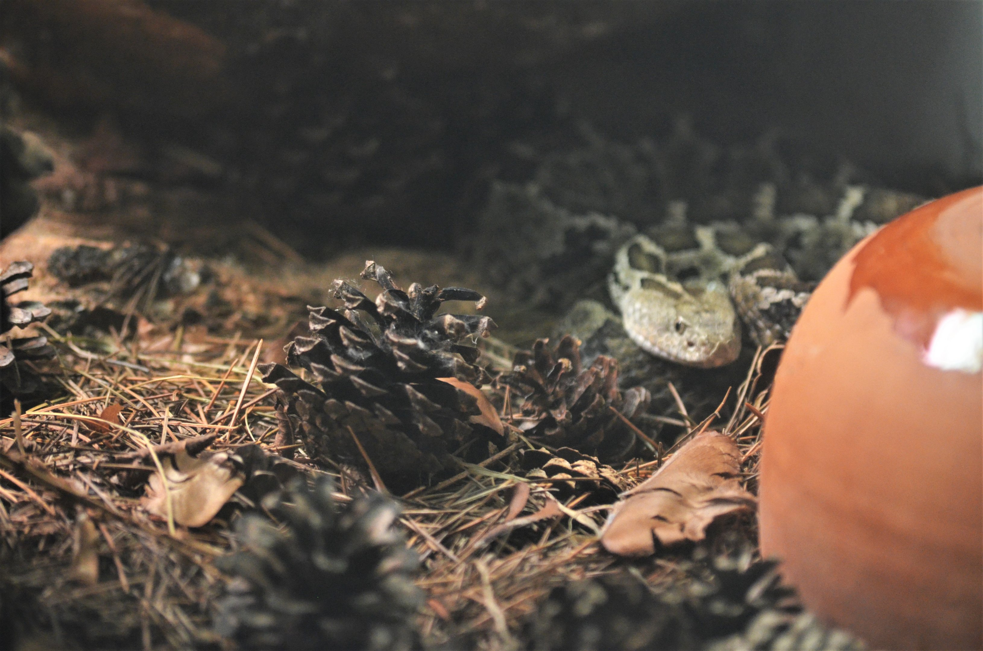 Mexican Pygmy Rattlesnake at Cabarceno, 08/07/17