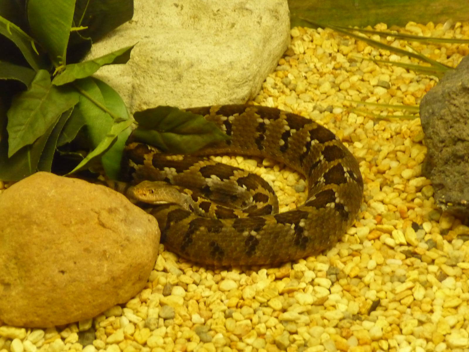 mexican pygmy rattlesnake chapultepec zoo