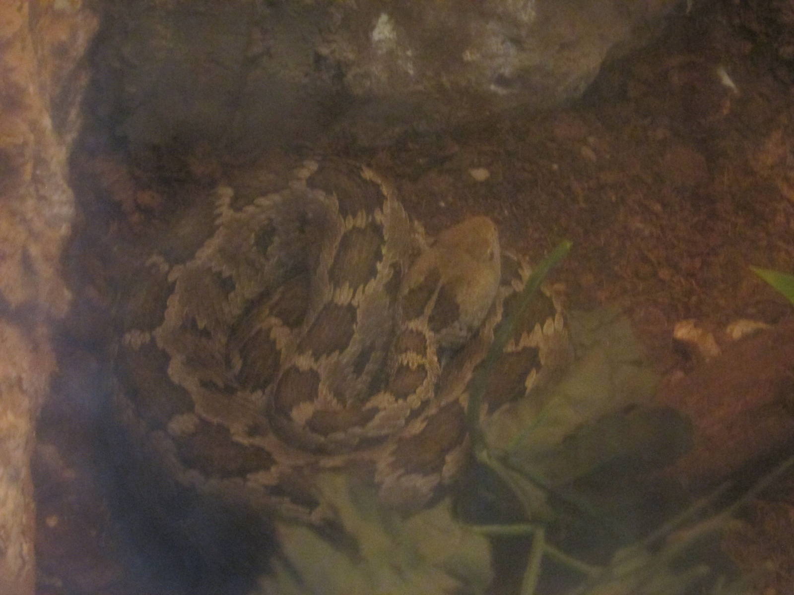 mexican pygmy rattlesnake  zoologico del altiplano