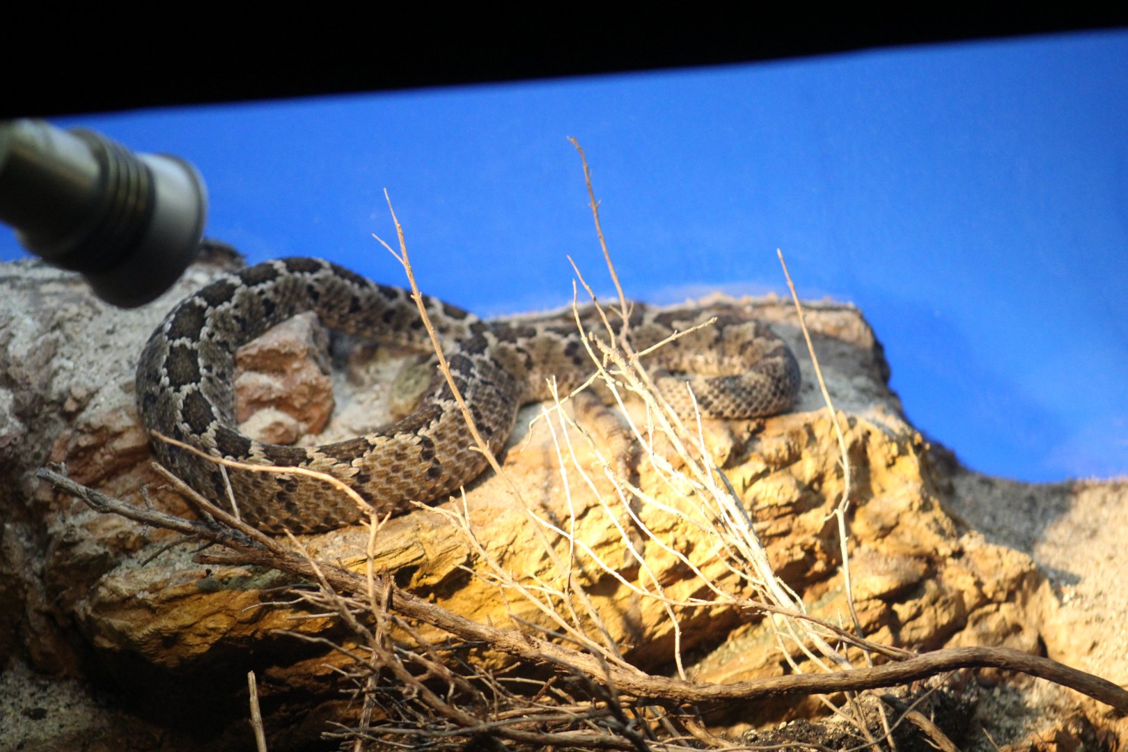 Mexican Pygmy Rattlesnake